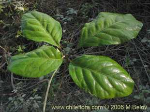 Bild von Pseudopanax valdiviensis